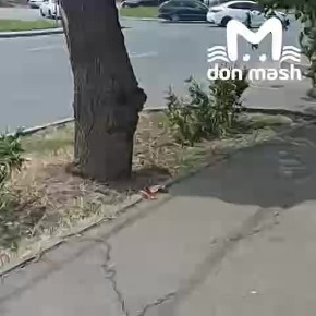       -  ,       