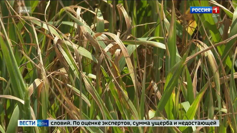 5,8        :      - DONTR.RU