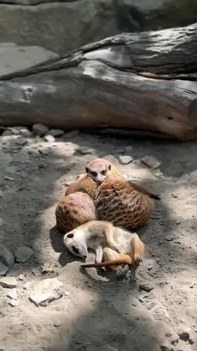        ,      