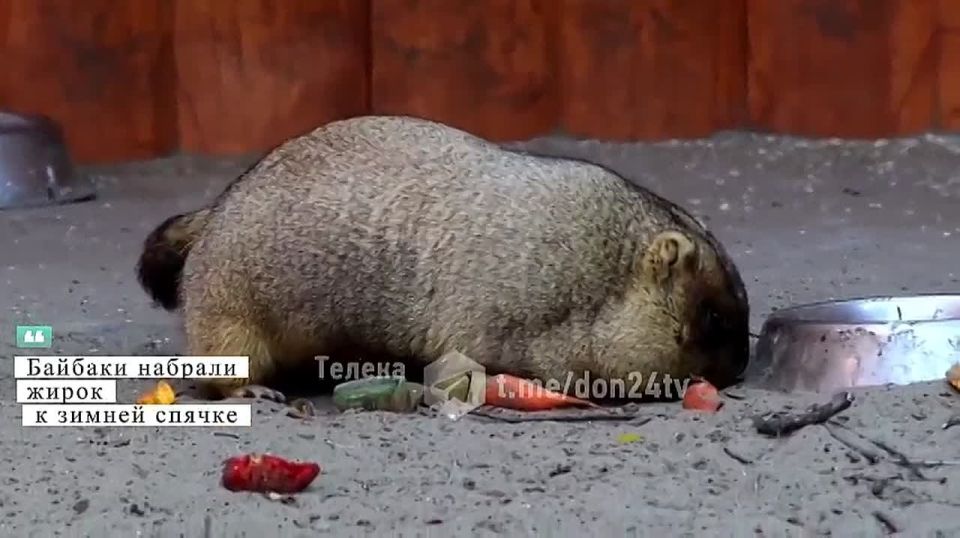   :       