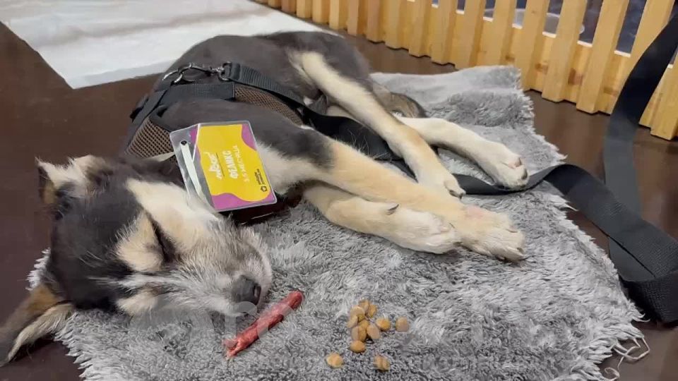   !    Woof  
