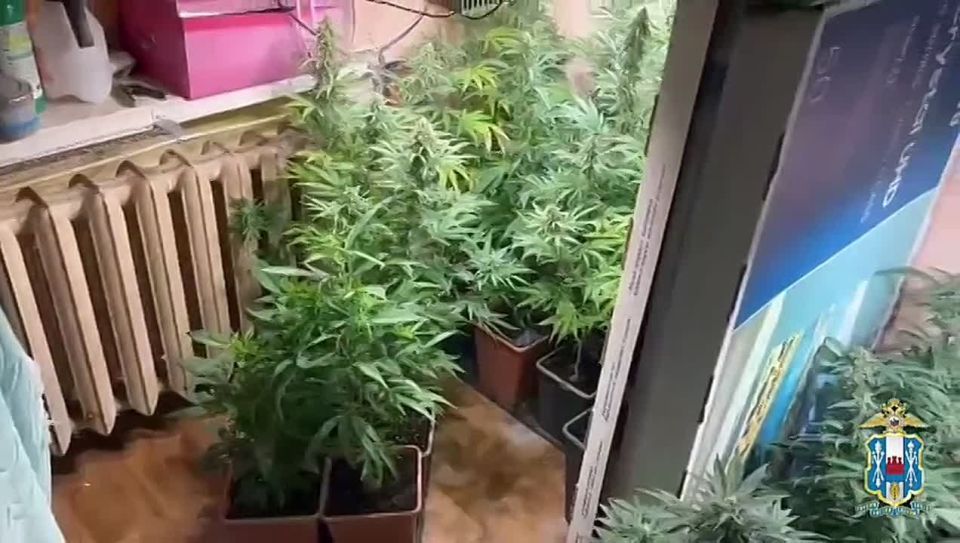 Фаната Боба Марли нашли таганрогские полицейские, когда отрабатывали оперативку по запрещёнке