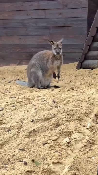   &quot;&quot;,   ,   !