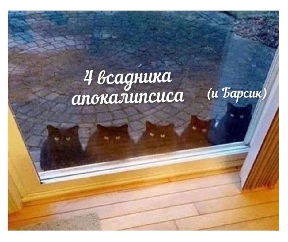 Какой день – такие и новости) Московские ветеринары рассказали о самых редких именах для кошек и собак