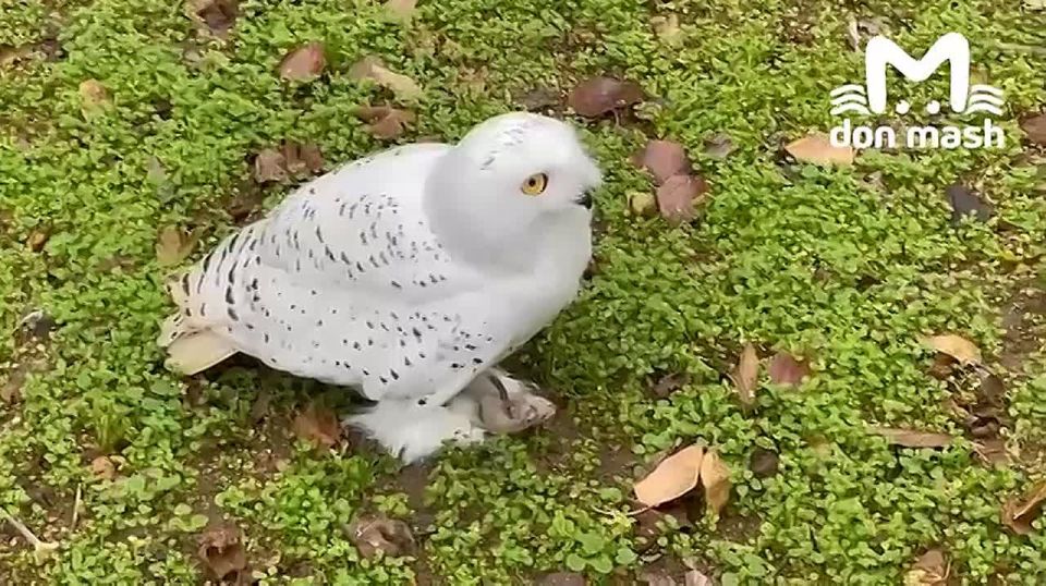 Всё, пора потихоньку отходить после вайба "Сумерек" и заряжаться гаррипоттеровским настроением