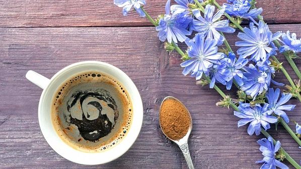 Не самый полезный цикорий