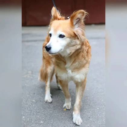 Петербуржец забрал брошенного пса из ростовского приюта, а через два года решил его вернуть