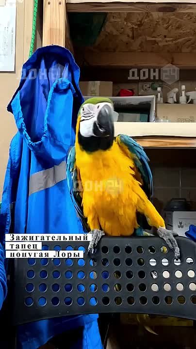 Попугай танцует под песню «Ойся, ты ойся» в парке «Лога»