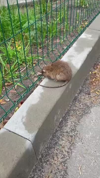 Крысы оккупировали мусорную площадку в ростовском дворе