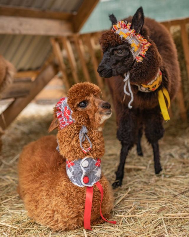 В Ростове-на-Дону пройдет необычное и очаровательное событие уходящей осени — «День теплой шапки»