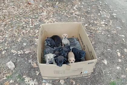 В Каменске-Шахтинском десять щенков, которых безуспешно пытались продать под видом породистых стаффордширских терьеров, вывезли и бросили в лесополосе на верную смерть