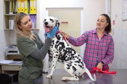 В Ростовской области пройдет месячник по профилактике бешенства