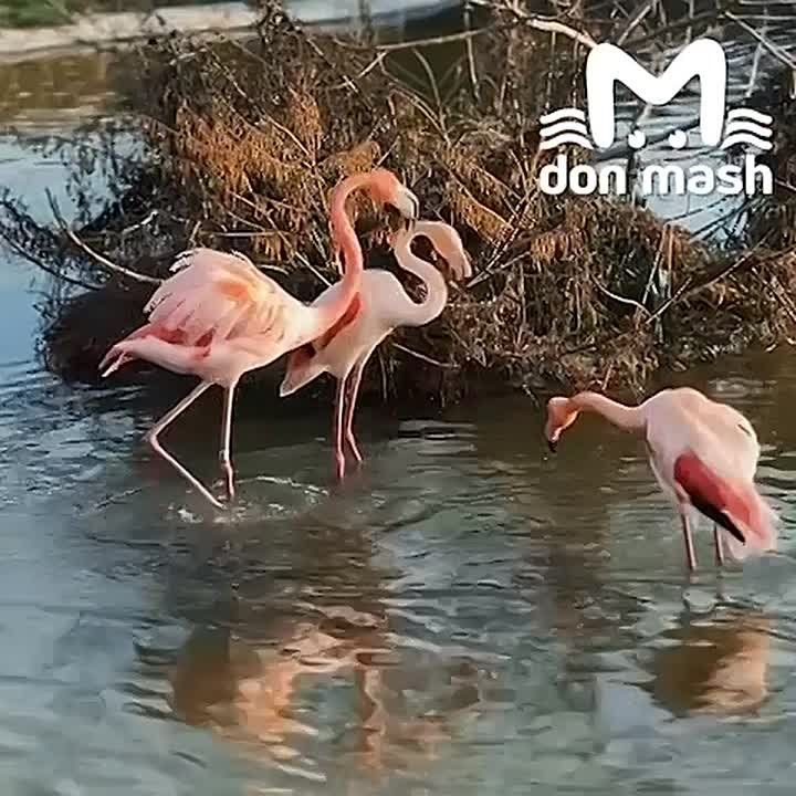 Эпичную битву козлов мы видели, на очереди элегантный махач в исполнении фламинго из парка птиц "Малинки"