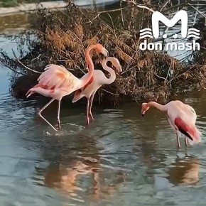     ,           &quot;&quot;