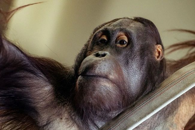 Орангутан из Ростовского зоопарка отмечает 15-летие