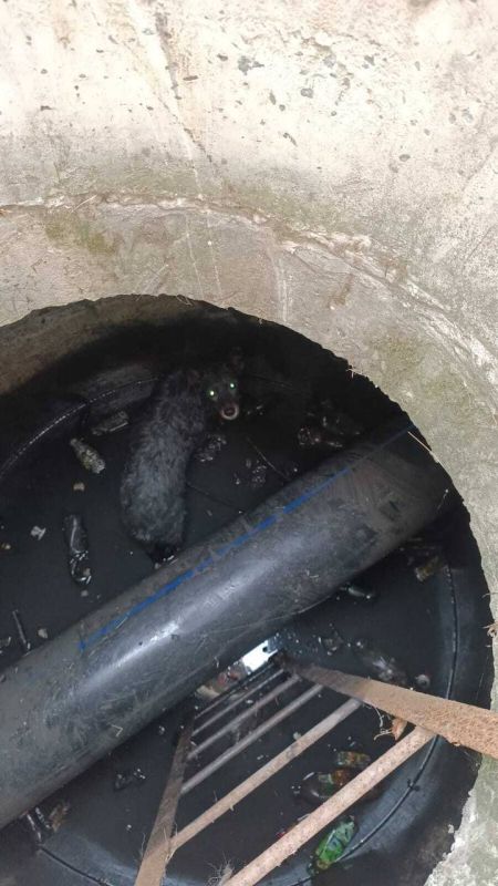 В Новошахтинске во время обычной прогулки с питомцем мужчина заметил необычное