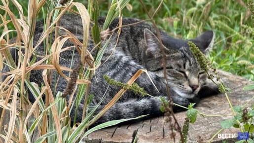На Дону с 1 по 28 декабря собак и кошек вакцинировать против бешенства будут бесплатно