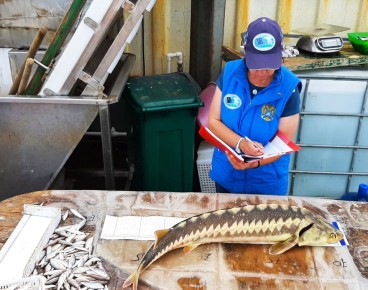 Ученые начинают зимний учет запасов рыбы в акватории Азовского моря