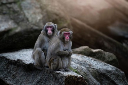 Итальянский зоопарк подарил японских макак коллегам в Ростовской области