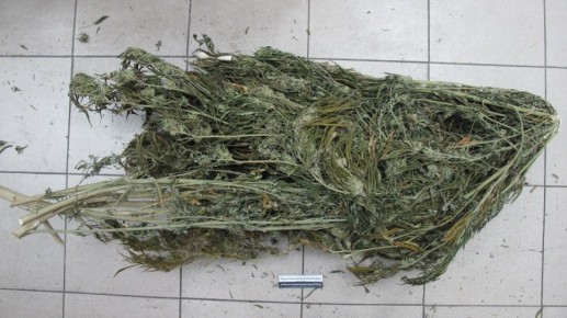 В рамках проведения оперативно-розыскных мероприятий сотрудники линейного отдела полиции на станции Батайск совместно с кинологом и служебно-розыскной собакой провели обследование домовладения 64-летнего жителя Ростовской...