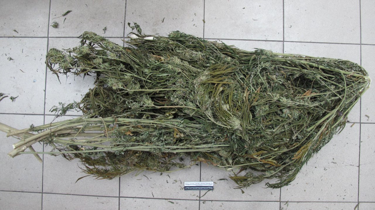 В рамках проведения оперативно-розыскных мероприятий сотрудники линейного отдела полиции на станции Батайск совместно с кинологом и служебно-розыскной собакой провели обследование домовладения 64-летнего жителя Ростовской...