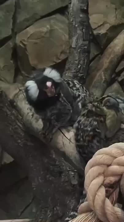 Игрунка родила близнецов в День матери