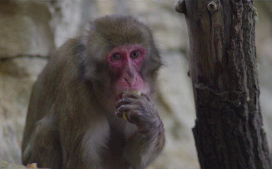 Японские макаки из Италии поселились на Дону