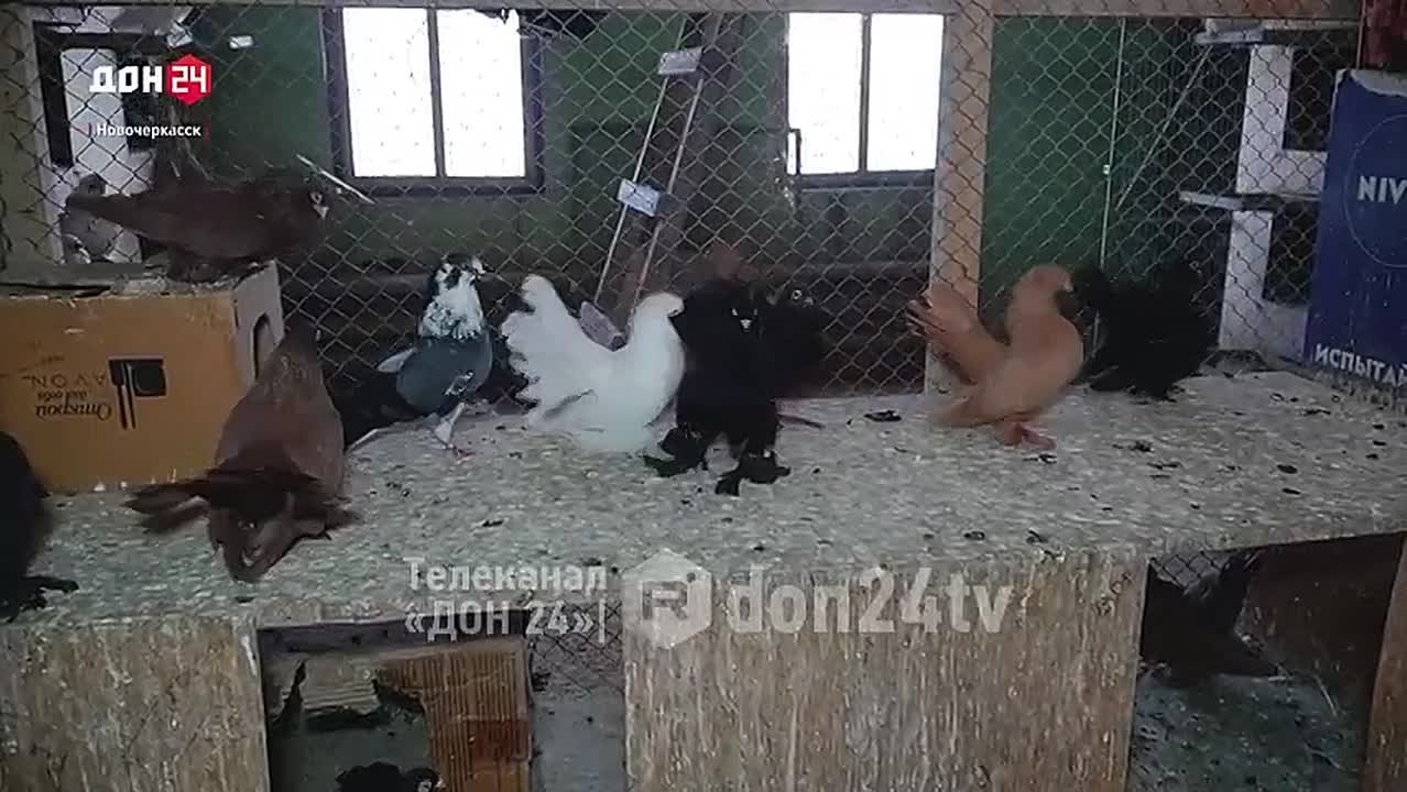 Голуби донских пород завоевали золото на международном конкурсе