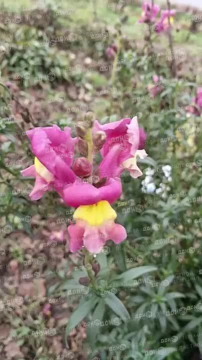 1 декабря в Ростове зацвела юкка