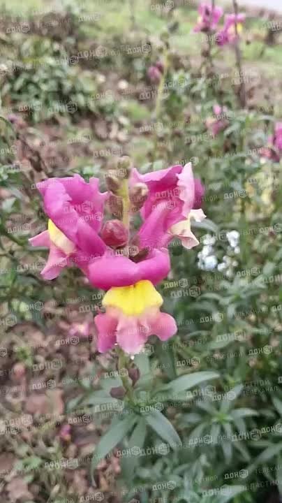 1 декабря в Ростове зацвела юкка