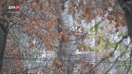 Новый год дончане снова встретят без снега