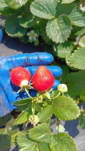 В Ростовской области в декабре собирают малину, клубнику и зелень