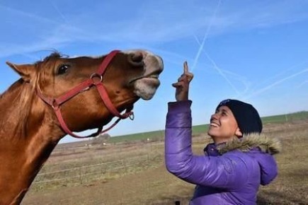 Супруги Надежда Скрипкина и Дмитрий Савицкий из Ростовской области собственными силами пытаются спасти от исчезновения донскую породу лошадей, которая сегодня находится в более критическом состоянии, чем амурские тигры