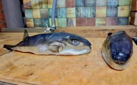 Житель Тихорецка купил замороженную рыбу, которую продавали как скумбрию