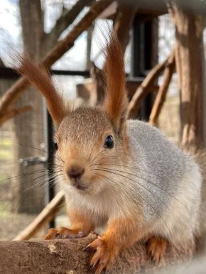 4 декабря отмечается День угощения птиц и белок