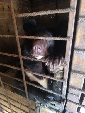 У нас планируется пополнение! В ростовский зоопарк едет гималайская медведица, которую осенью поймали в школе в Приморье