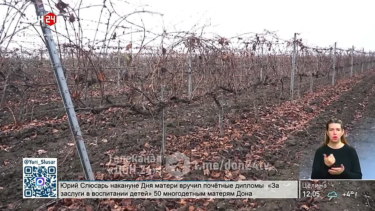 На Дону растет производство винодельческой продукции