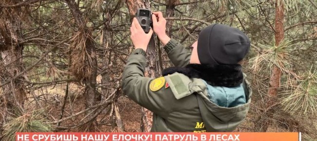 На Дону для сохранности хвойных лесов перед Новым годом усилено патрулирование