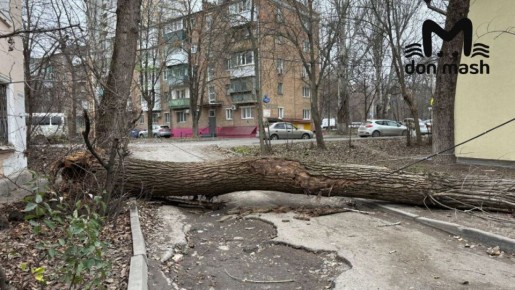 Ура, чиновники очнулись! Отчитались об уборке во дворе на Киргизской, где вчера упало дерево