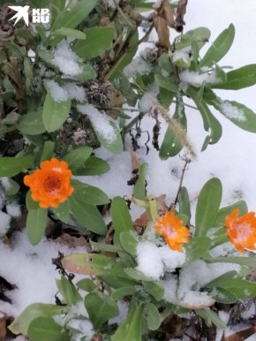 Цветы под первым снегом. Спасибо за кадры нашим подписчикам из Волгодонска!