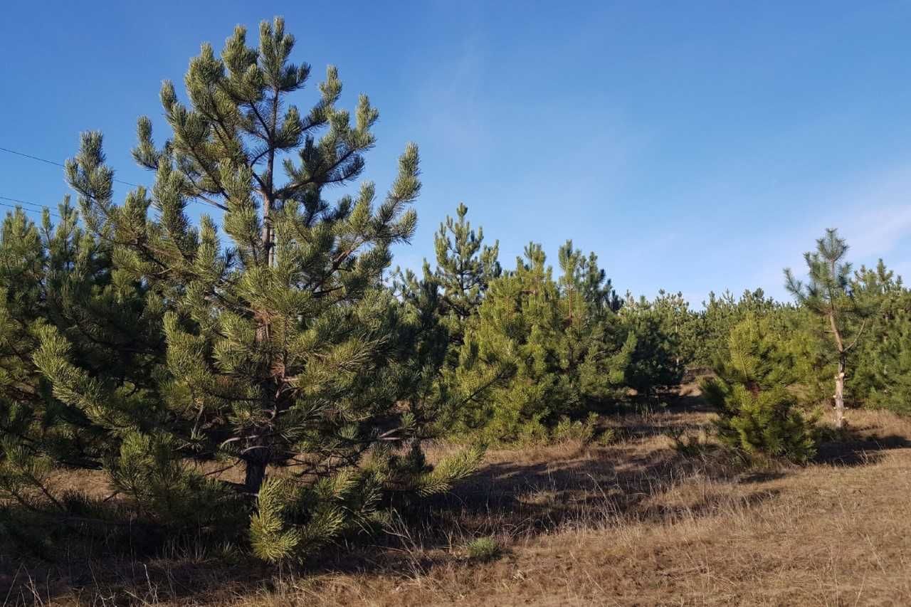 В донском регионе установлен строгий режим контроля на землях лесного фонда