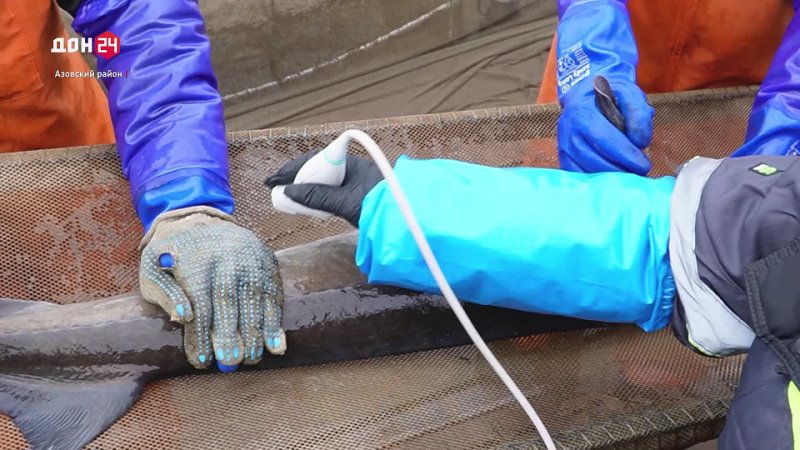В Азовском районе развивают производство осетровой икры