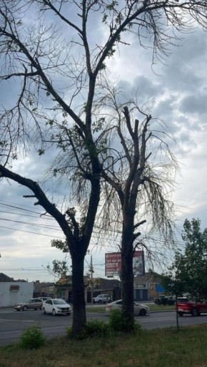 На проспекте 40-летия Победы в Ростове проводят работы по сносу и обрезке аварийных деревьев