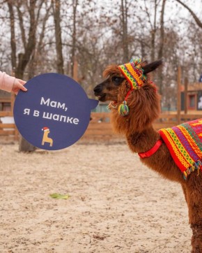 Альпаки на стиле. Представьте картину: вы спокойно гуляете по зоопарку, никого не трогаете, вдруг видите… плюшевых альпак в вязаных шапочках и шарфиках! Уверены, такая милая картина никого не оставит равнодушным! Как вам...