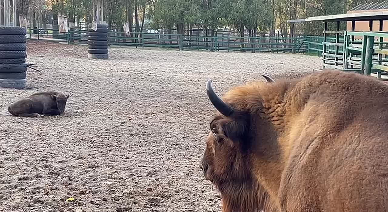 У зубренка теперь есть имя - МУАНА!