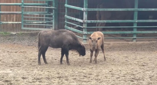 В Ростовском зоопарке подвели итоги онлайн-голосования за имя новорожденной зубрихи, сообщает зоосад