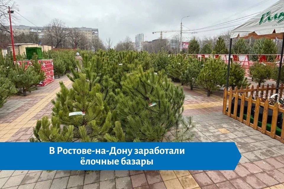 Ёлочные базары в Ростове: ассортимент, цены и советы