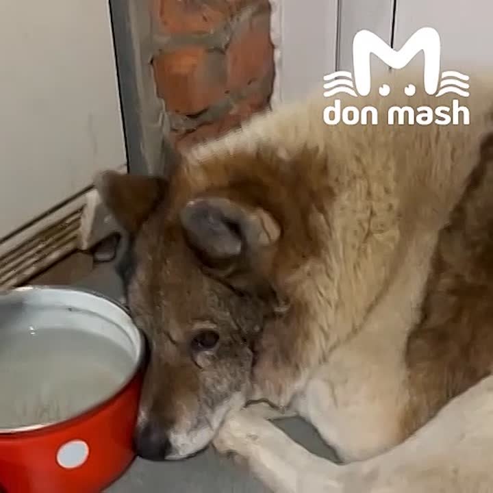 Волонтёры спасли на трассе М-4 собаку, которая пережила стрельбу и несколько ДТП