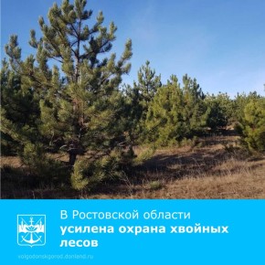 В преддверии новогодних праздников на Дону введен усиленный контроль на землях лесного фонда