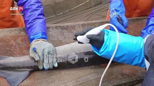 Производство осетровой рыбы и икры развивают в Азовском районе